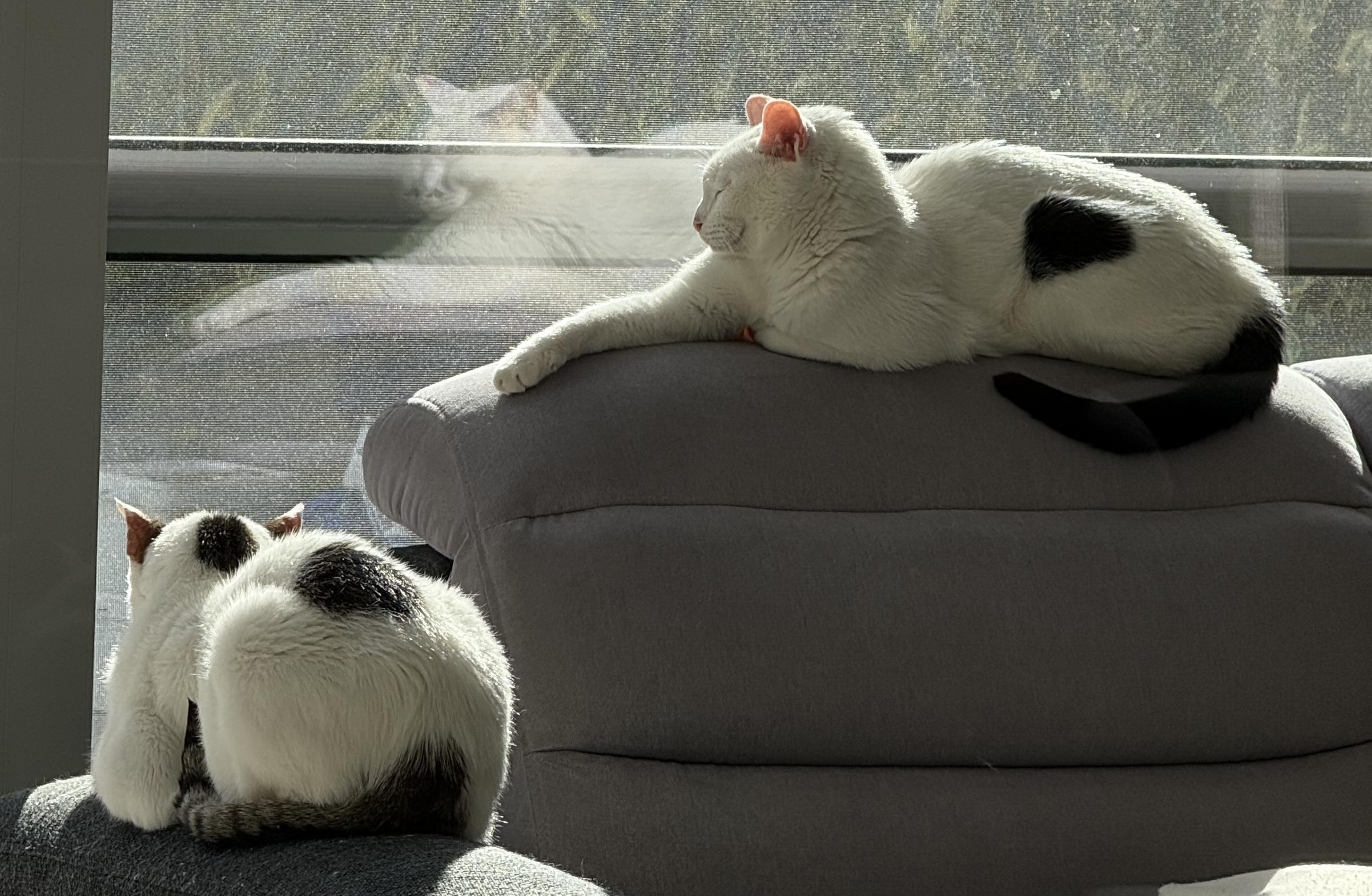 Bandit and Lady together at home