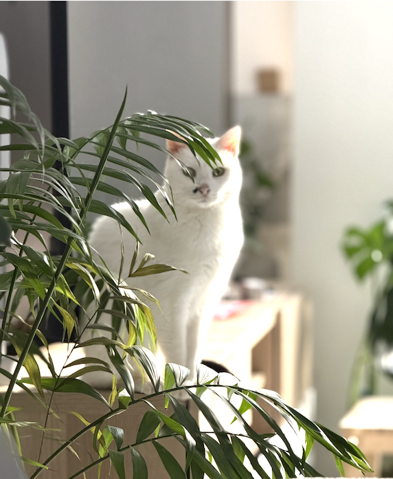 Lady, Elena's white cat, sitting behind a houseplant in a sunlit room